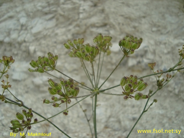 Ferulago syriaca Boiss